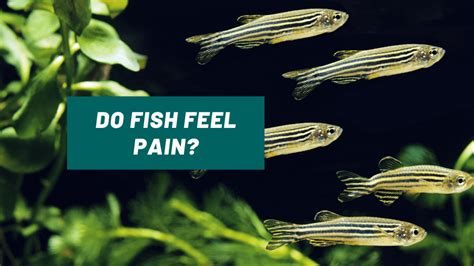 Pain in fish .
